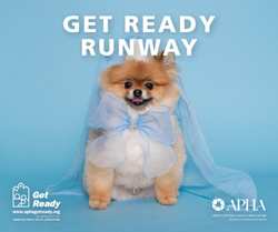 Get Ready Runway, with a photo of a small dog dressed up in a veil and a bow