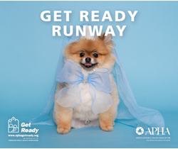 Get Ready Runway, with a photo of a small dog dressed up in a veil and a bow